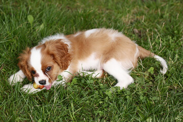 cavalier king charles spaniel dog outdoor closeup photo on green grass background