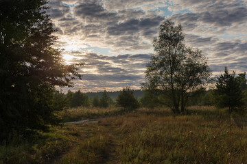Meadow with single trees against sky at summer morning backlit