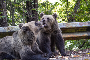 Young bears on a street in Romania