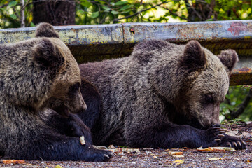 Wild bears on the Transfagarasan in Romania