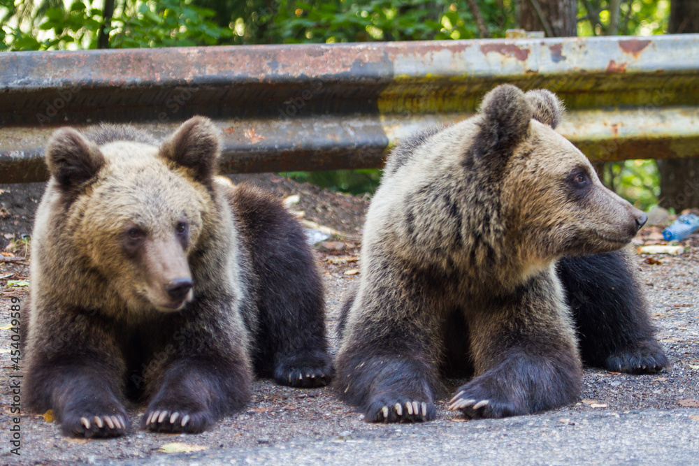 Wall mural Young bears in Romania