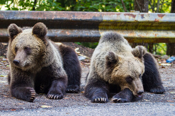 Young bears on a street in Romania