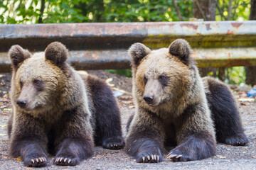 Young bears