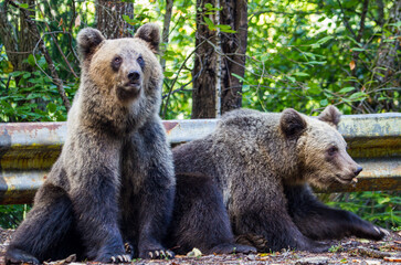 Young bears in Romania