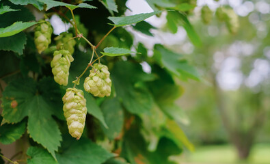 Hops and hop cones close up, selective focus on the cones. Hops for making beer and bread, agricultural background with copy space. Details of hops before harvest