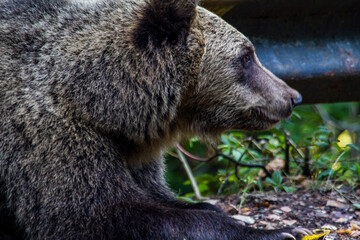 Fototapeta premium Wild bear on a street in Romania