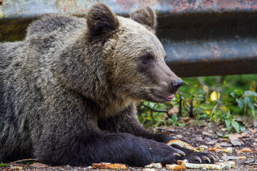 Young wild bear by the road in Romania