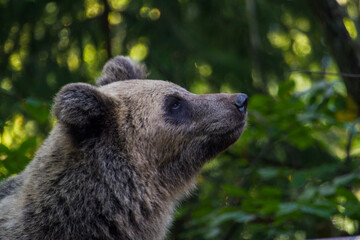 Fototapeta premium Young bear on a street in Romania