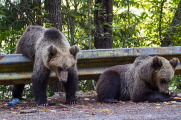 Young bears in Romania