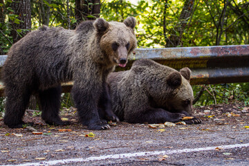 Young bear on the roadside
