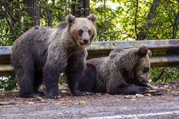 Fototapeta premium Young bear on the roadside