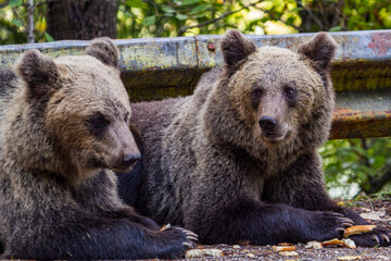 Young bears in Romania