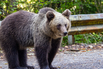 Fototapeta premium Young bear on a street in Romania