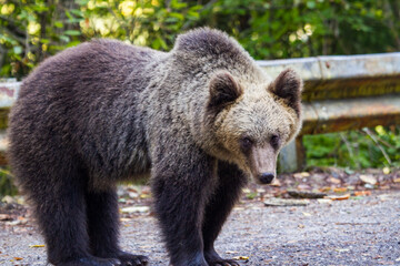 Fototapeta premium Wild bear in Romania