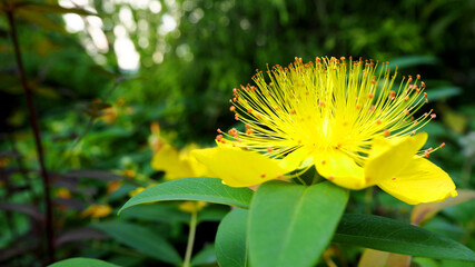 on the right in the garden there is a bud of a yellow St. John's wort flower with green leaves. side view