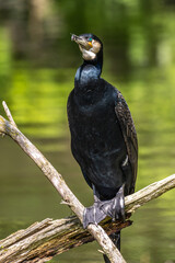 The great cormorant, Phalacrocorax carbo sitting on a branch