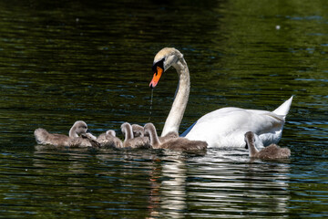 Mute swan family, Cygnus olor swimming on a lake. Mother with babies