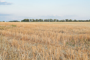 Wheat or barley spikelets in a field. Shallow depth of field