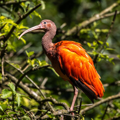 Scarlet ibis, Eudocimus ruber. Wildlife animal in the zoo