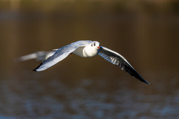 The European Herring Gull, Larus argentatus is a large gull
