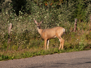 A female deer stands on the side of the road before she darts into the forest. 
