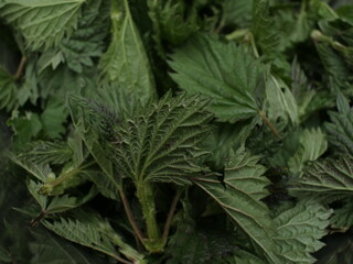 A close up of freshly harvested stinging nettles. The herbs will be dried to make a medicinal tea.