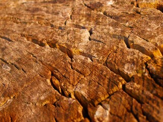 bark of a tree