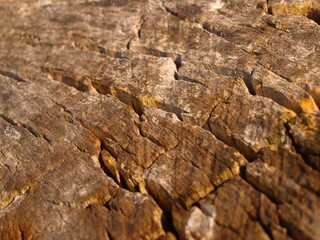 bark texture