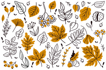 Autumn leaves and berries. Hand drawn autumn forest leaves set.
