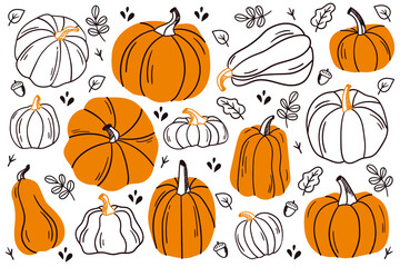 Set of pumpkins. Pumpkin of different shapes and colors.
Thanksgiving design. Autumn pumpkin. - obrazy, fototapety, plakaty