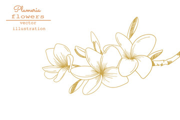 Plumeria flower drawings. Sketch floral botany collection. Hand drawing botanical illustration.Tropical flower. Vector