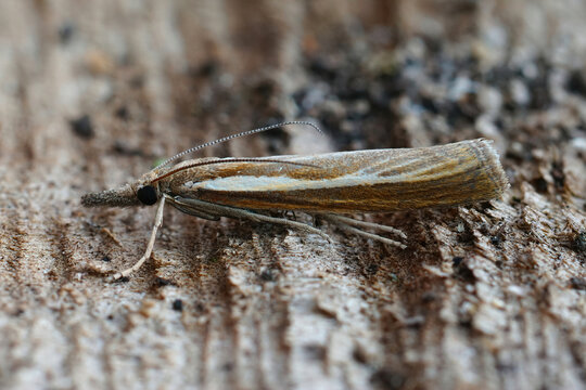 Closeup on the Common grass-veneer, Agriphila tristella