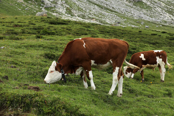 Fototapeta na wymiar Cow in a meadow outdoors