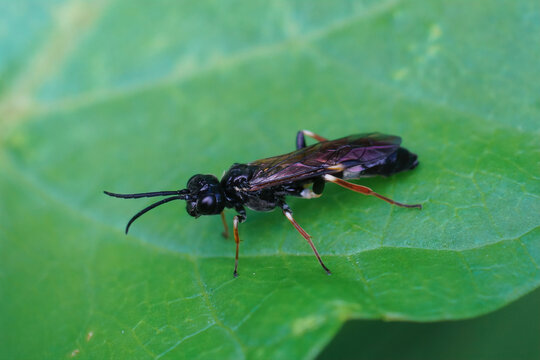 Closeup of the curled or banded rose sawfly, Allantus cinctus