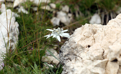 Edelweiss in bloom in the mountains