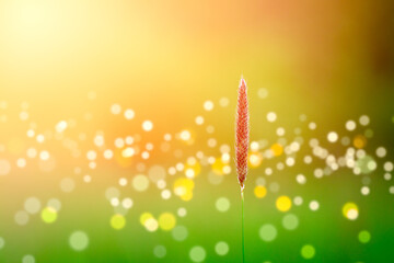 A blade of flowering grass on a green background. Ripe seeds prepared for wind blowing.