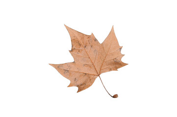 maple leaf isolated on white background,clipping paht.