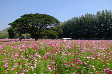 Obraz premium Cosmos flowers blooming in the garden