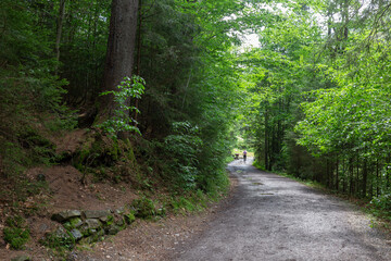 Forest road among the fabulous primeval forest in the Carpathians.