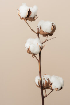 Dried fluffy cotton flower branch on a beige background