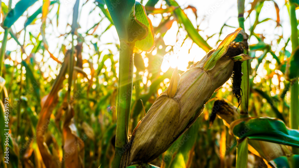 Wall mural ripe corn in the setting sun