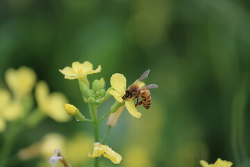 Bee in yellow flower at shore