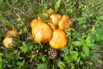 photo boletus mushrooms growing in the summer in the meadow