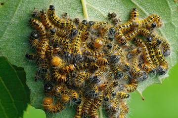 Closeup on an aggregation of caterpillars of the buff-tip moth, Phalera bucephala