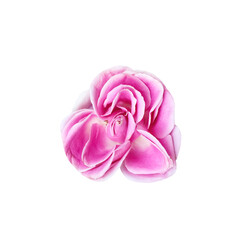 One pink rose blossom top view isolated on white background , clipping path