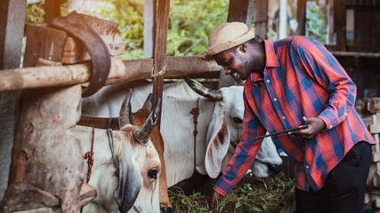 African farmer researching and recording details on the tablet of each cow industry in a farm.Agriculture or cultivation concept