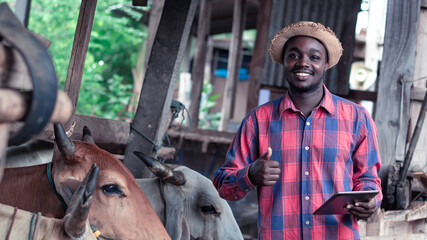 African farmer researching and recording details on the tablet of each cow industry in a...