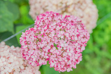 활짝 피어난 수국