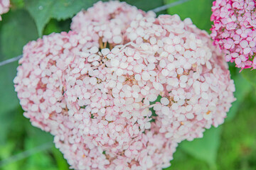 활짝 피어난 수국