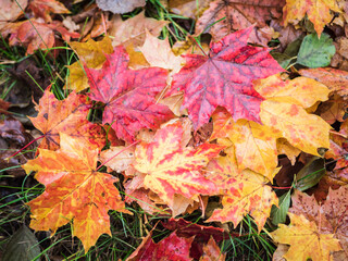 Kolorowe jesienne liście klonu na ziemi - obrazy, fototapety, plakaty